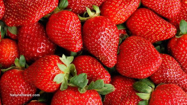 Red-Strawberries-Bunch-Harvest-Fruit