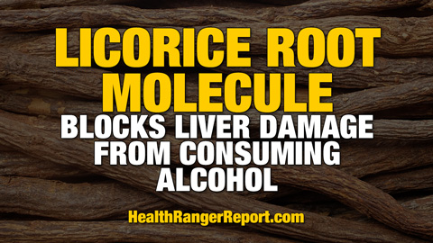 Licorice-Root-Molecule-Liver-Damage-Consuming-Alcohol-480