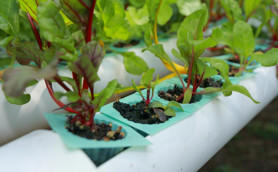 9 Reasons Why You Should be Growing Your Food instead of Buying It (Video)