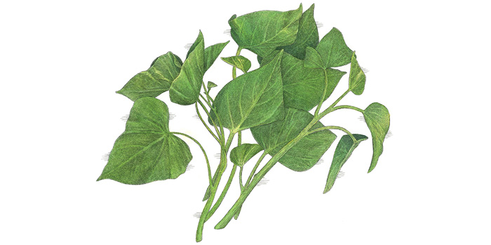 sweet-potato-leaves