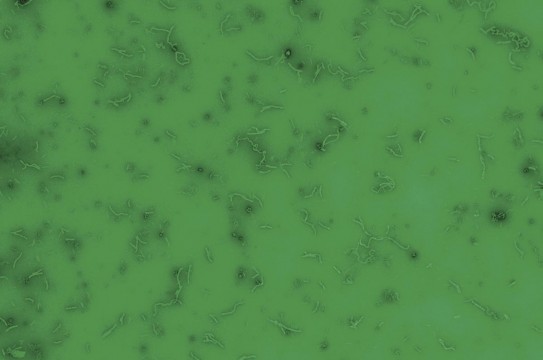 Green-Bacteria-Many