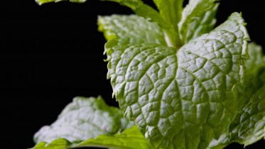 Mint-Plant