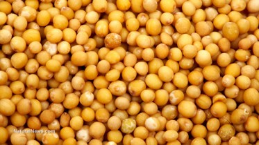 Mustard-Seeds